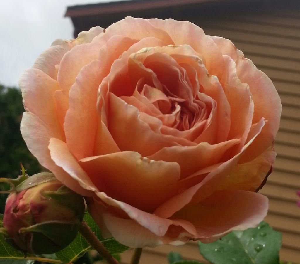  photo 20140615_111234-1_zps8oqcgkyu.jpg